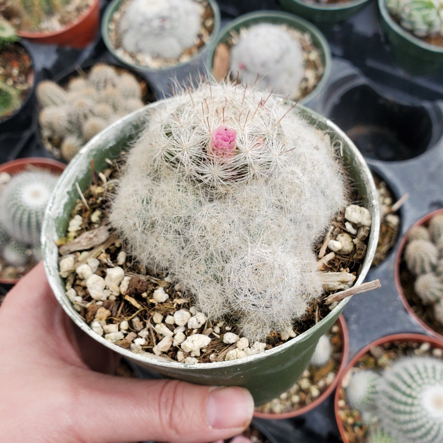 Mammillaria bocasana 'Powder Puff Cactus'